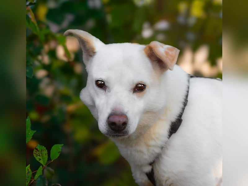 SNOW-WHITE - zart Seele hat ihr Herz geöffnet und ist bereit für ihre liebevolle Familie