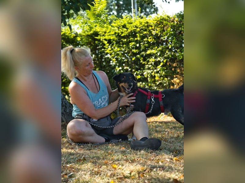 ROCKY– ruhiger Begleiter mit großem Herzen sucht sein Für-immer-Zuhause