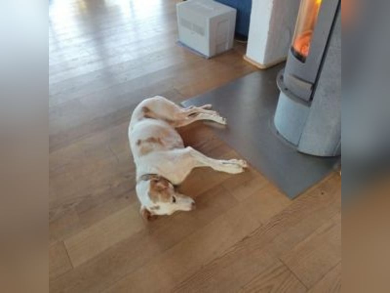 NEKO-fröhlicher, aktiver Begleiter, der gerne draußen unterwegs ist