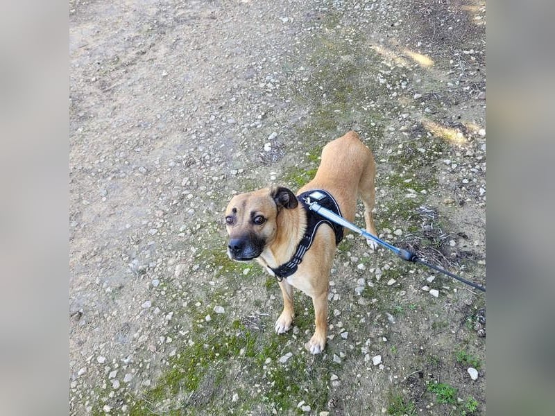 HERCULES-tapferer, lieber, intelligenter Rüde sucht liebevolles Zuhause