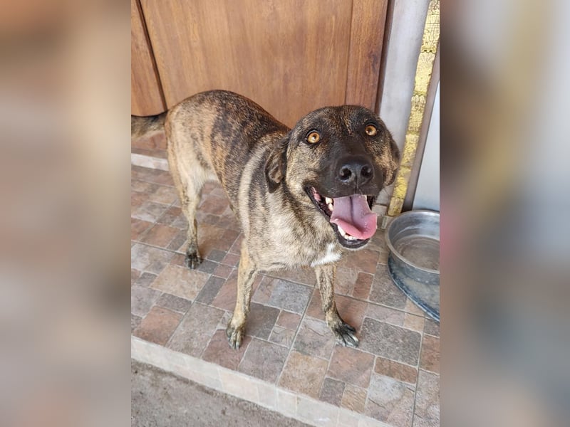Wunderschöne BRUNA-freundlich zu Mensch und Hund, wartet sehnsüchtig auf ihre liebevolle  Familie