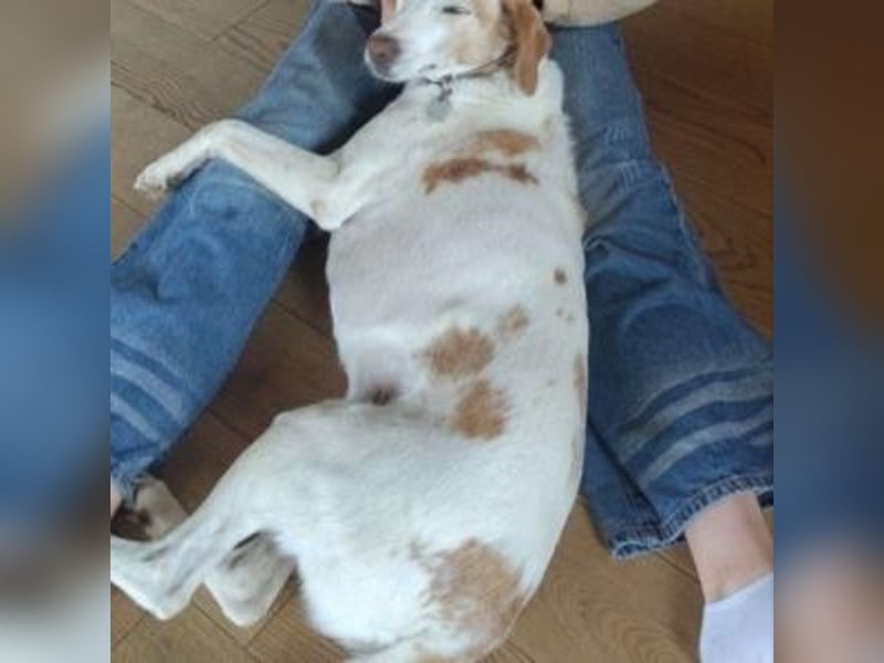 NEKO-fröhlicher, aktiver Begleiter, der gerne draußen unterwegs ist