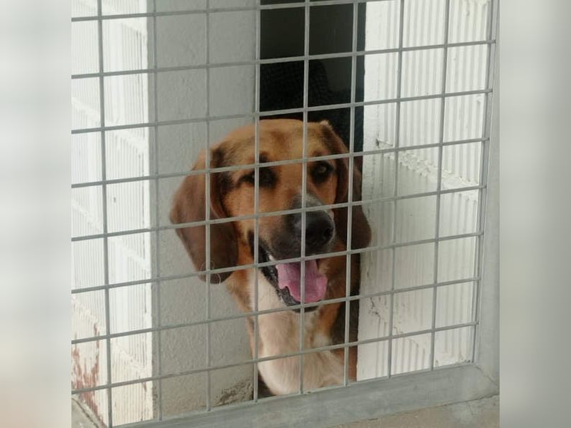 LUCHO-will schnellstmöglich das Tierheim verlassen und sucht seine liebevolle Für-immer-Familie