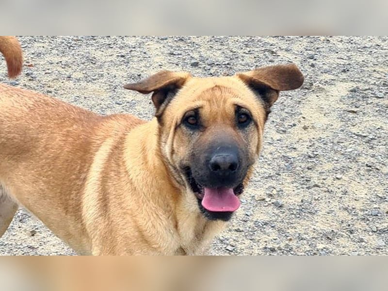 Zauberhafte GIGI-freundlich, höflich, ausgeglichen wartet auf ein schönes Zuhause