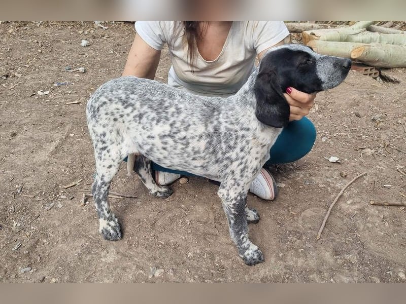 FLECHA-neugierig, sensibel, bewegungsfreudiges Mädchen sucht ihr liebevolles "Für-immer-Zuhause"