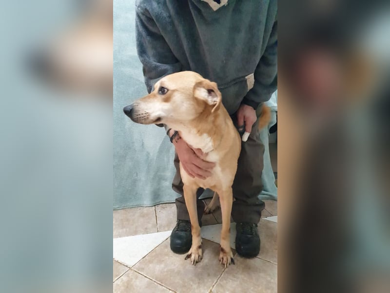 BAXTER-sehr menschenfreundlich und zutraulich wartet er sehnsüchtig auf sein liebevolles Zuhause