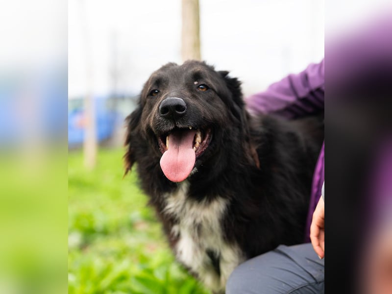 MULAN-liebe, freundliche, ruhige und ausgeglichene Hündin