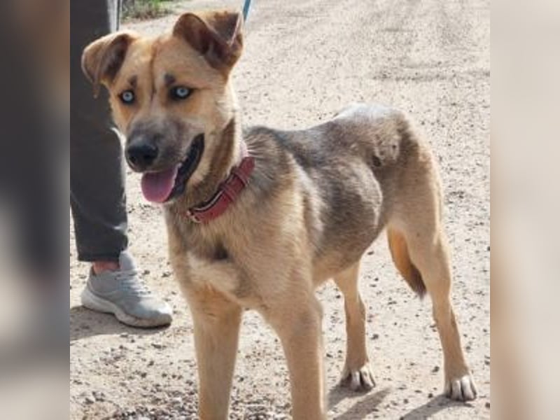 SAMIRA-zarte Schmusehündin sucht liebevolles Zuhause
