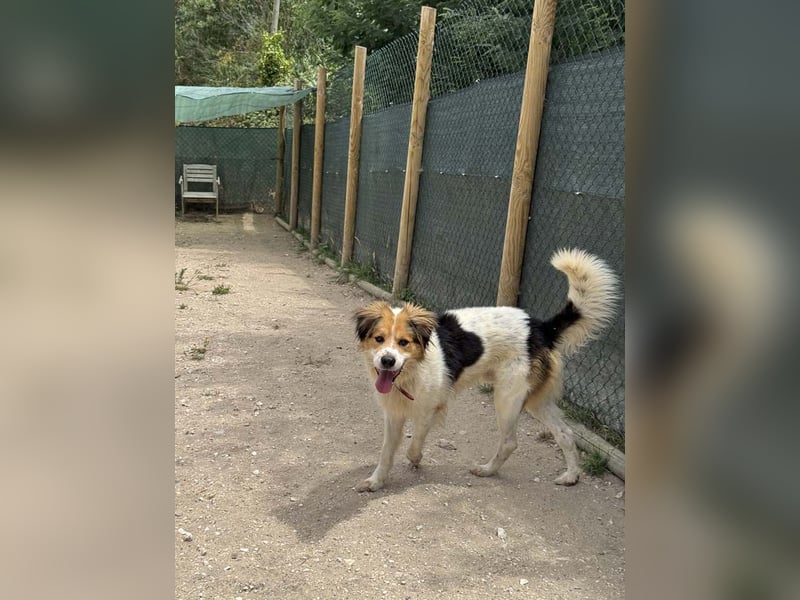 LOKI-fröhlicher, unkomplizierter Begleiter sucht sein liebevolles "Für-immer-Zuhause"