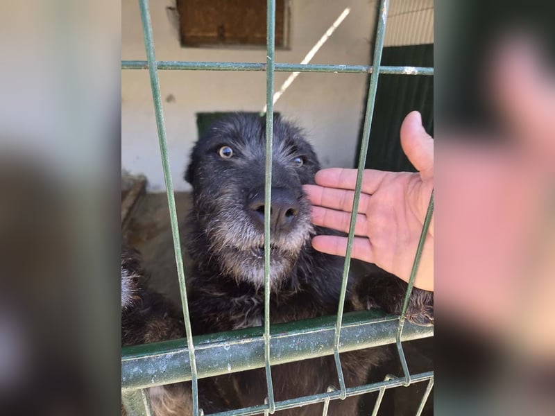 LUKE -neugieriger Herzensbub mit wachem Blick sucht liebevolles Zuhause