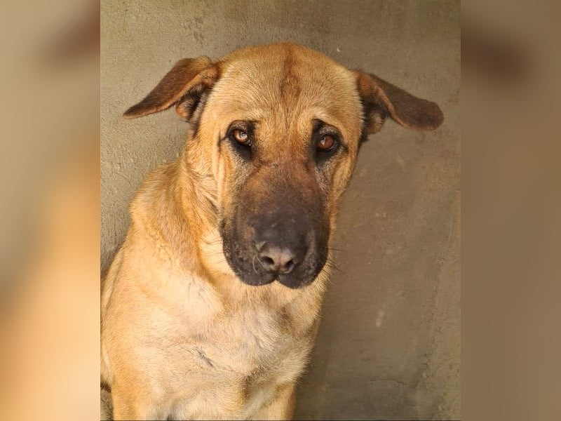 Zauberhafte GIGI-freundlich, höflich, ausgeglichen wartet auf ein schönes Zuhause