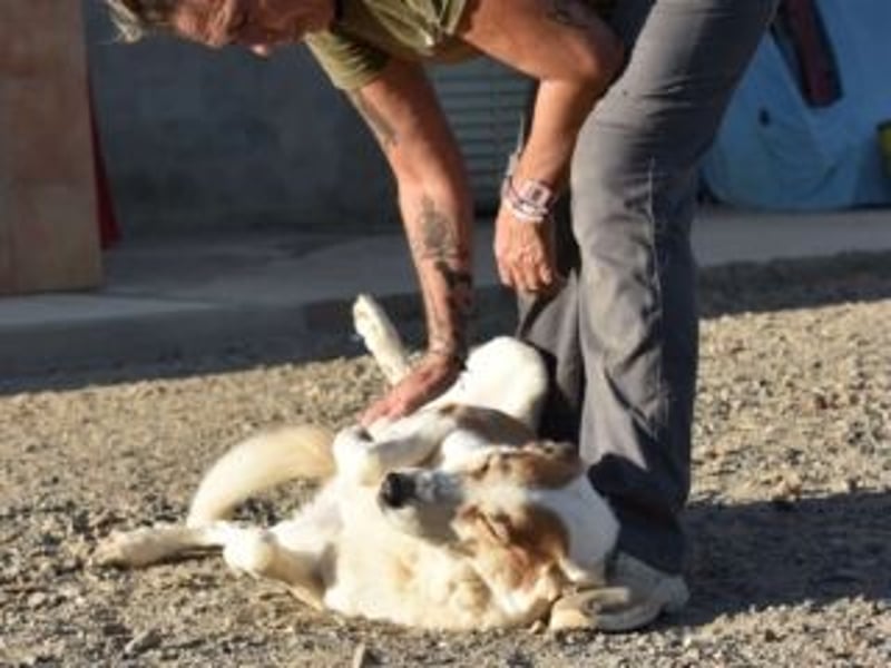 Seelenhündin INDILA-liebe,herzensgute Hündin die ihre Menschen mit Sicherheit glücklich machen wird.