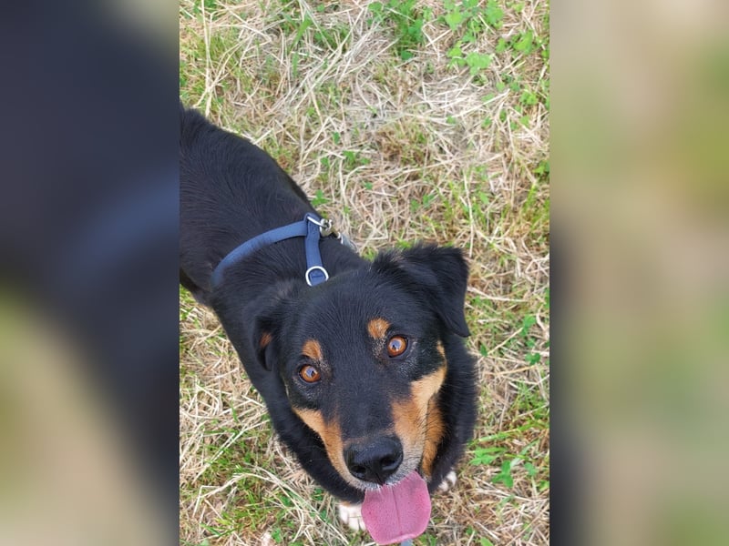 ROCKY– ruhiger Begleiter mit großem Herzen sucht sein Für-immer-Zuhause