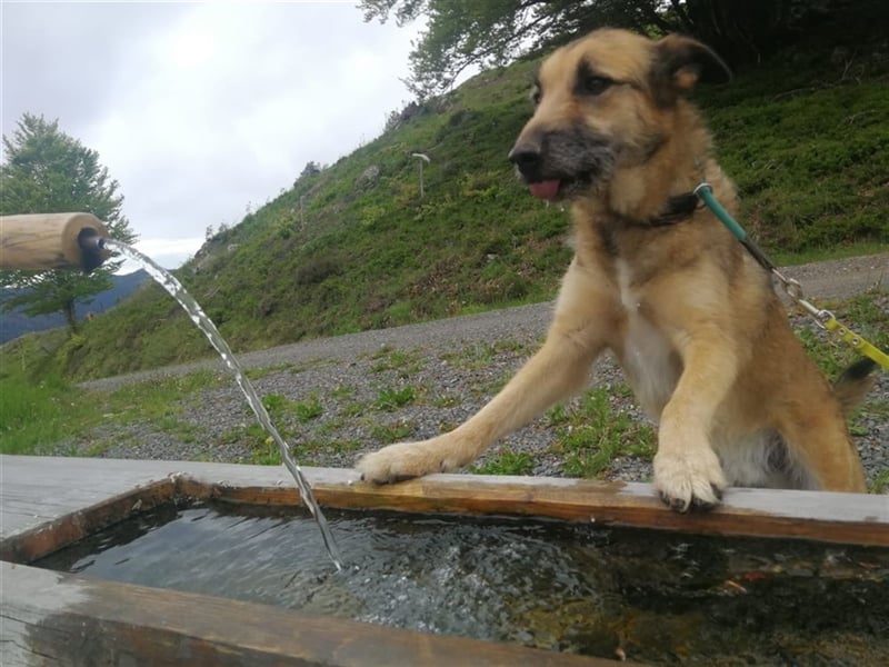 Perez – liebt Streicheleinheiten und wartet in 79837 St Blasienn auf dich