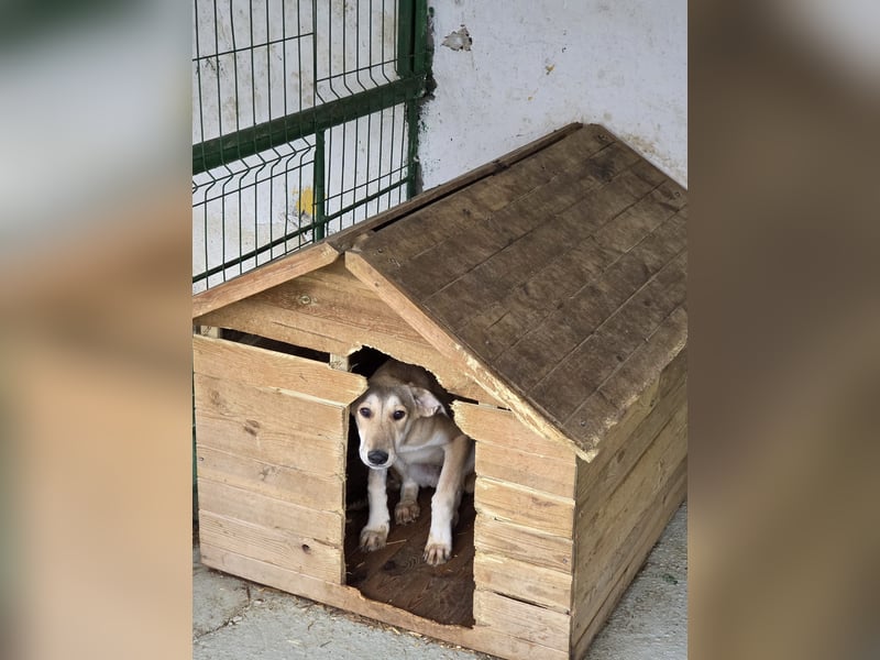 SASCHA-bildschöner Bub mit sanften dunklen Kulleraugen wartet sehnsüchtig seine liebevolle Familie