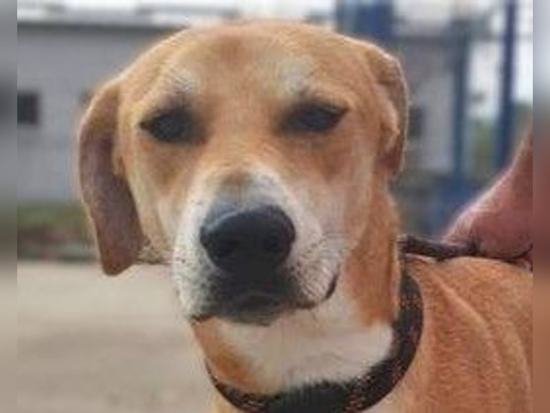 BAXTER-sehr menschenfreundlich und zutraulich wartet er sehnsüchtig auf sein liebevolles Zuhause