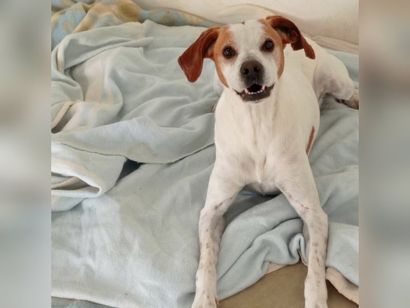 CHARDO-geht schon gut an der Leine, kann Auto fahren, ist brav und lernwillig