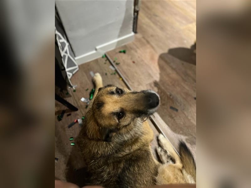 Perez – liebt Streicheleinheiten und wartet in 79837 St Blasienn auf dich