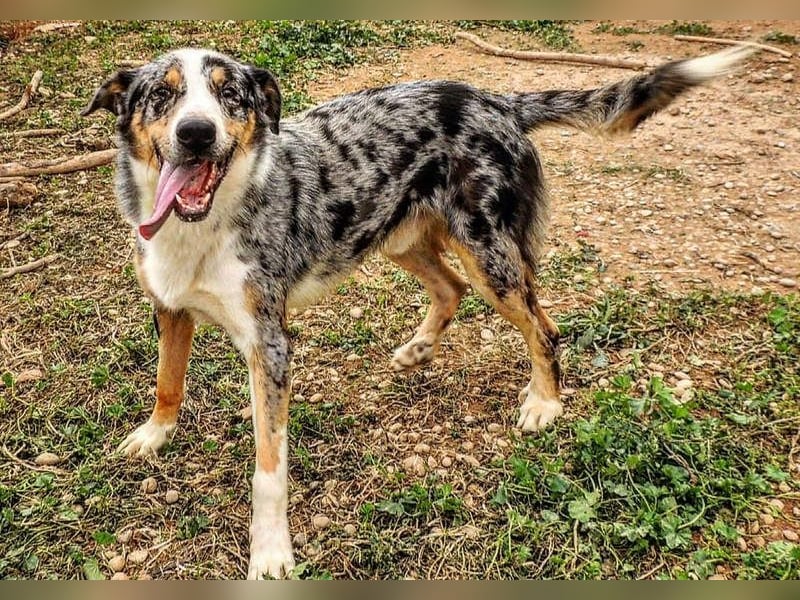 MERLI-ein Schatz auf 4 Pfoten, sozial sucht sein liebevolles Für-immer-Zuhause