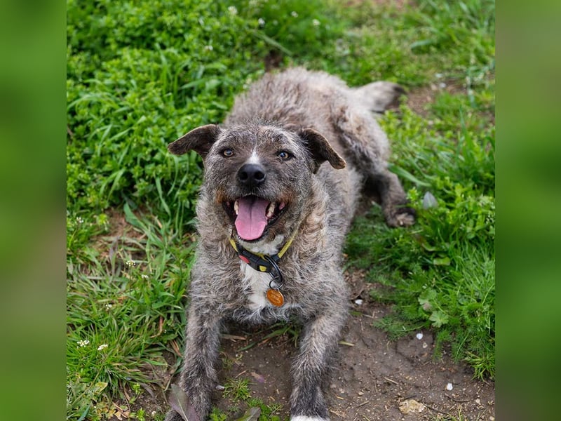 TIARA-sonniges Gemüt, treue, anhängliche Hündin