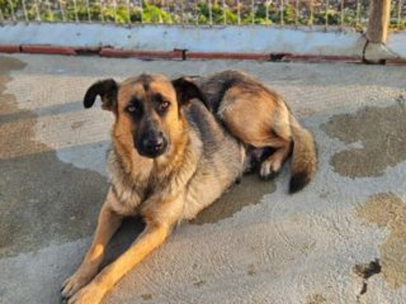 BLAYA-stolz, intelligent und zugleich unglaublich liebevoll