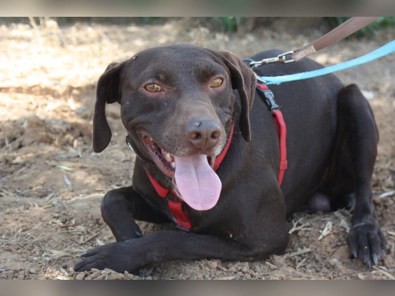 CHOCOLATE-sucht Familie die ihm Liebe und Geborgenheit schenkt-er hat es sie  verdient