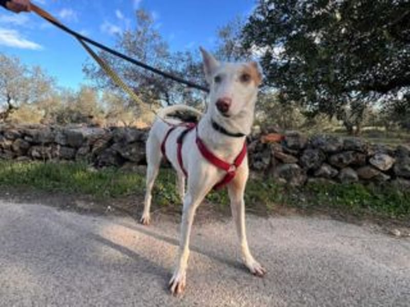 ALONSO-unglaublich liebevoller und sanfter Hund