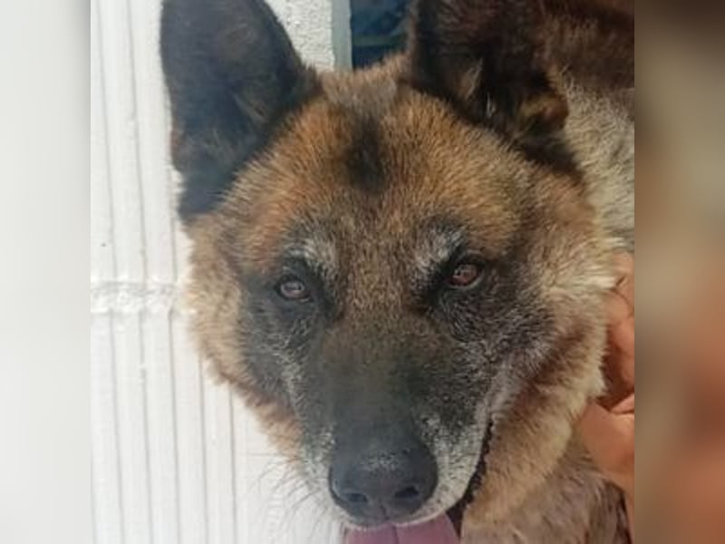 ELVIS-Schmusebär mit Entdeckerherz sucht Familienanschluss