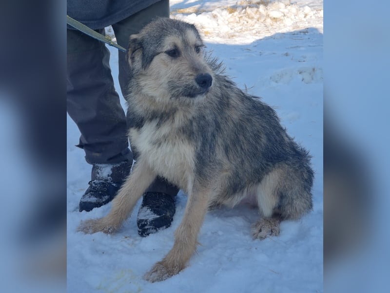 MILO-freundlicher Charmeur, Seelenhund bereit sein Herz an seine liebevolle Familie zu verschenken