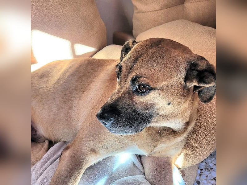 HERCULES-tapferer, lieber, intelligenter Rüde sucht liebevolles Zuhause