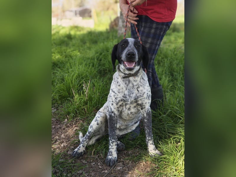 FLECHA-neugierig, sensibel, bewegungsfreudiges Mädchen sucht ihr liebevolles "Für-immer-Zuhause"