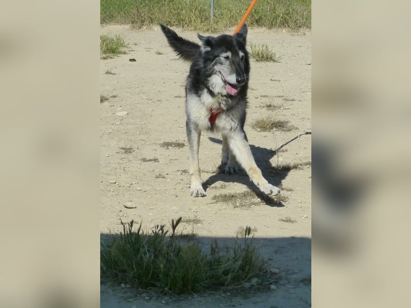 Cleissy – Border Collie Lady sucht ihre Bestimmung!