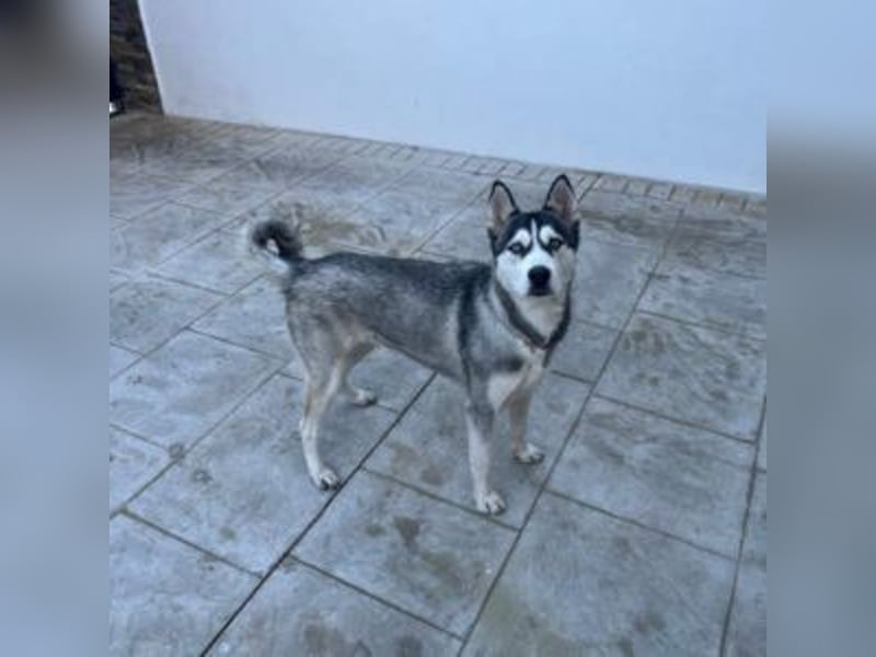 HELA-Sibirian Husky-Liebhaber und solche, die es werden wollen: aufgepasst!
