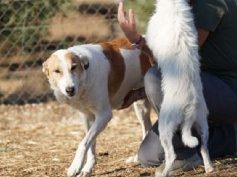 Seelenhündin INDILA-liebe,herzensgute Hündin die ihre Menschen mit Sicherheit glücklich machen wird.