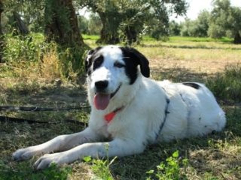 SOL-möchte Ihr ganz großes Herz an liebe Menschen zu verschenken