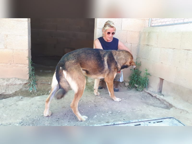 SIBILO - treuer Hundemann