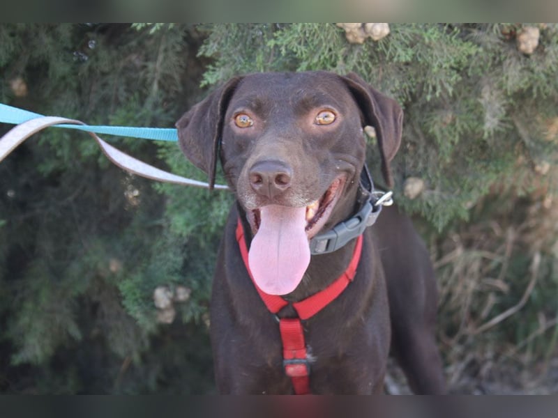 CHOCOLATE-sucht Familie die ihm Liebe und Geborgenheit schenkt-er hat es sie  verdient