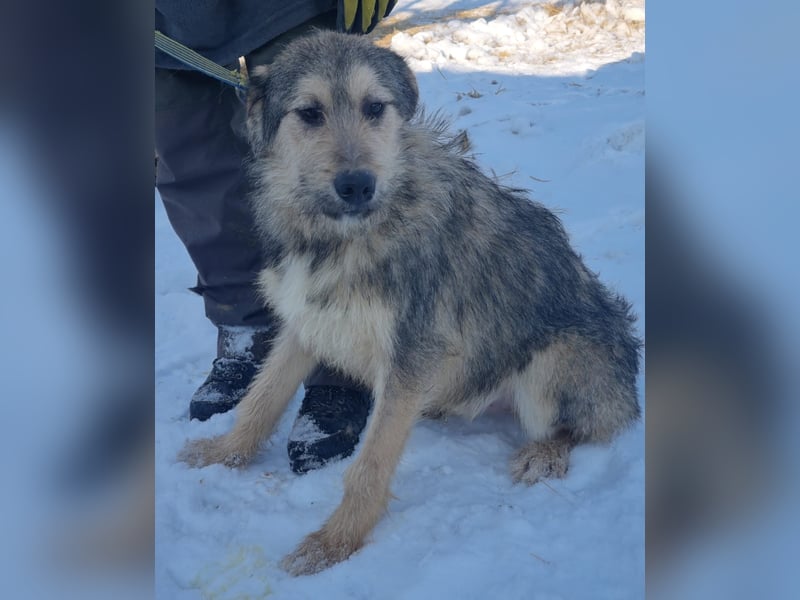 MILO-freundlicher Charmeur, Seelenhund bereit sein Herz an seine liebevolle Familie zu verschenken