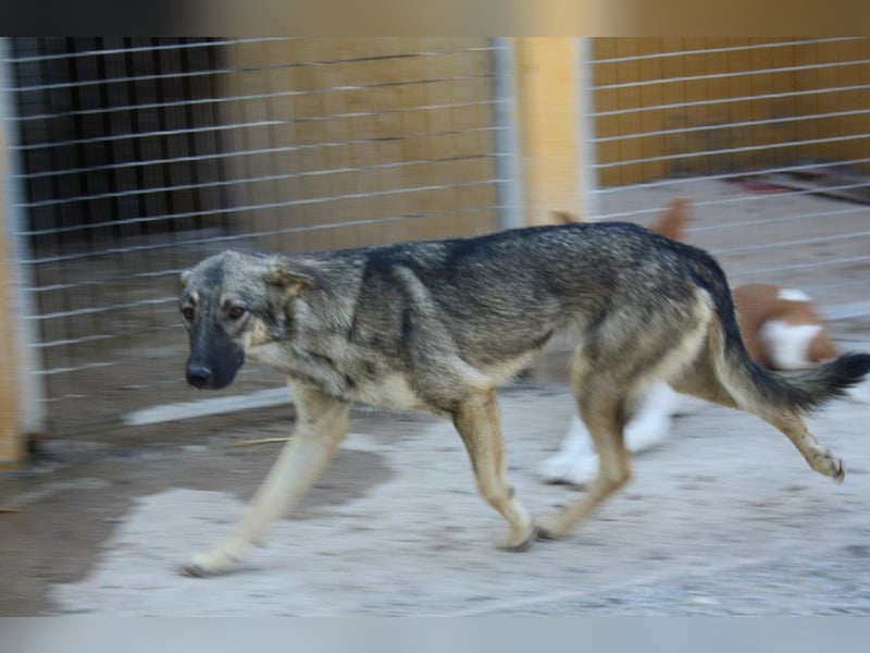 MULAN-sucht ein Zuhause mit sehr geduldigen und einfühlsamen Menschen