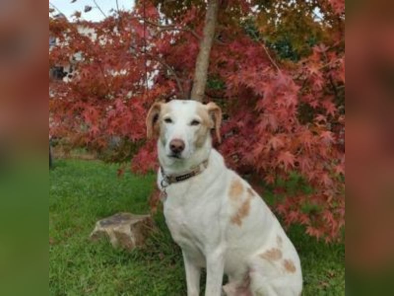 NEKO-fröhlicher, aktiver Begleiter, der gerne draußen unterwegs ist