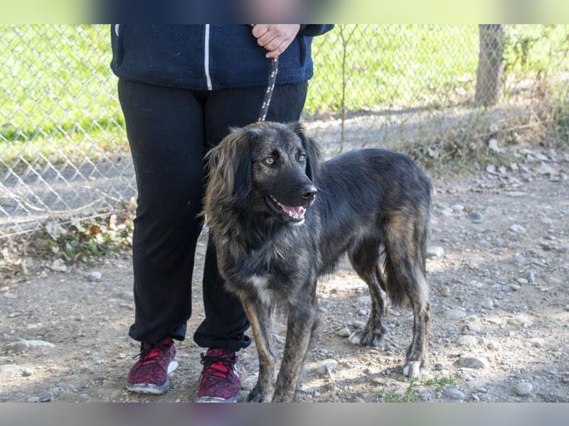 Wunderschöner ZEUS-sucht sehnsüchtig sein liebevolles Für-immer-Zuhause