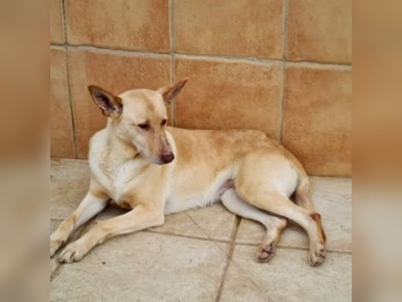 CALA-sehr angenehme, stille Hündin