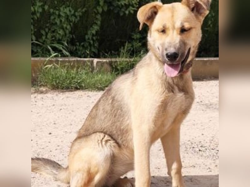 SAMIRA-zarte Schmusehündin sucht liebevolles Zuhause