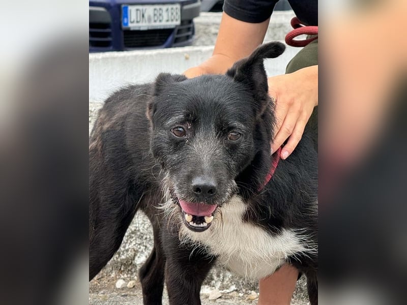 BRIGADEIRO-everybodys darling, liebenswert, freundlich, sehnt sich nach menschlicher Nähe