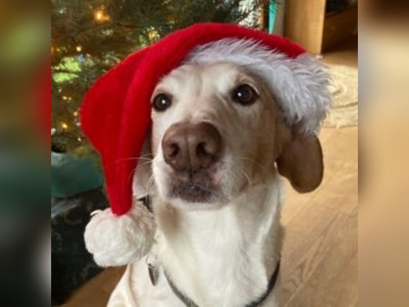 NEKO-fröhlicher, aktiver Begleiter, der gerne draußen unterwegs ist