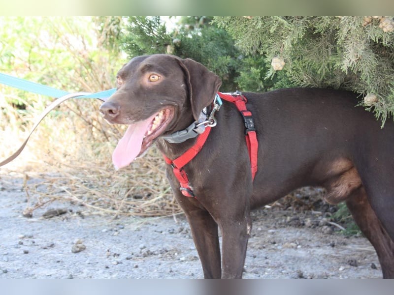 CHOCOLATE-sucht Familie die ihm Liebe und Geborgenheit schenkt-er hat es sie  verdient