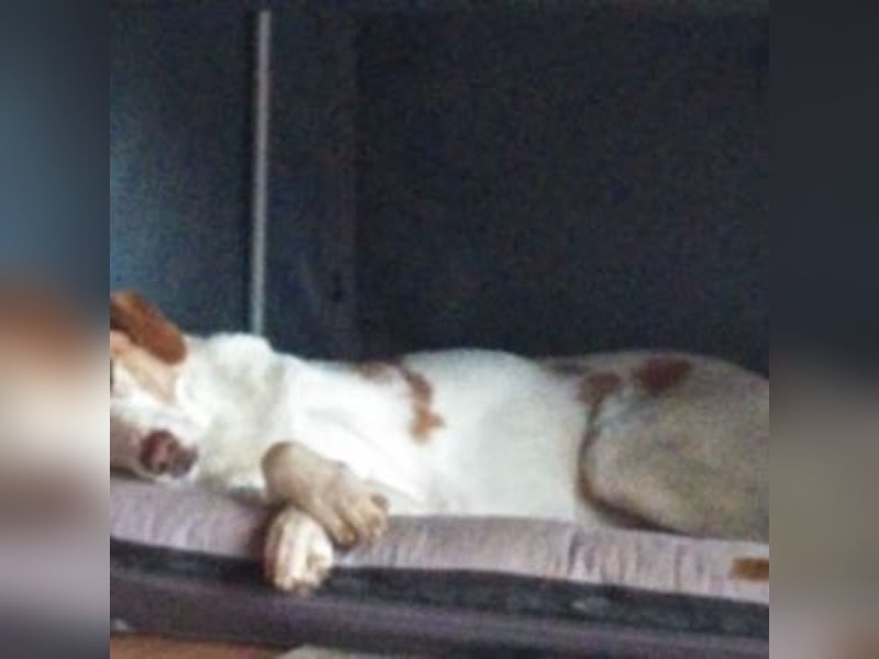 NEKO-fröhlicher, aktiver Begleiter, der gerne draußen unterwegs ist