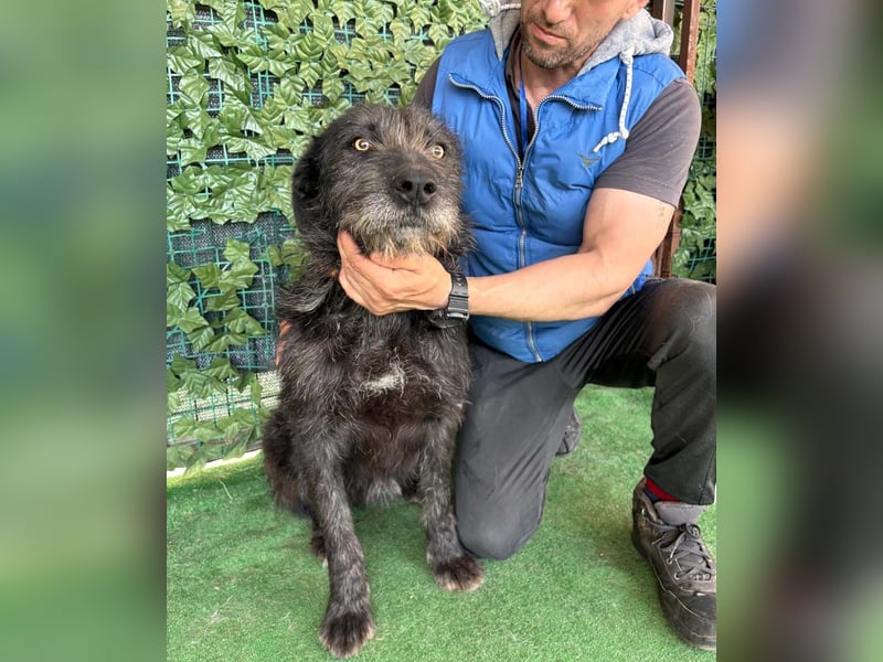 LUKE -neugieriger Herzensbub mit wachem Blick sucht liebevolles Zuhause