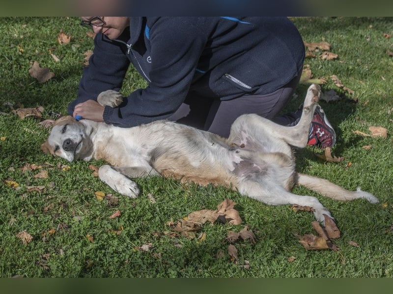 LUKE-kleiner herzensdieb sucht  weiches Körbchen bei seiner liebevollen "Für-immer-Familie"