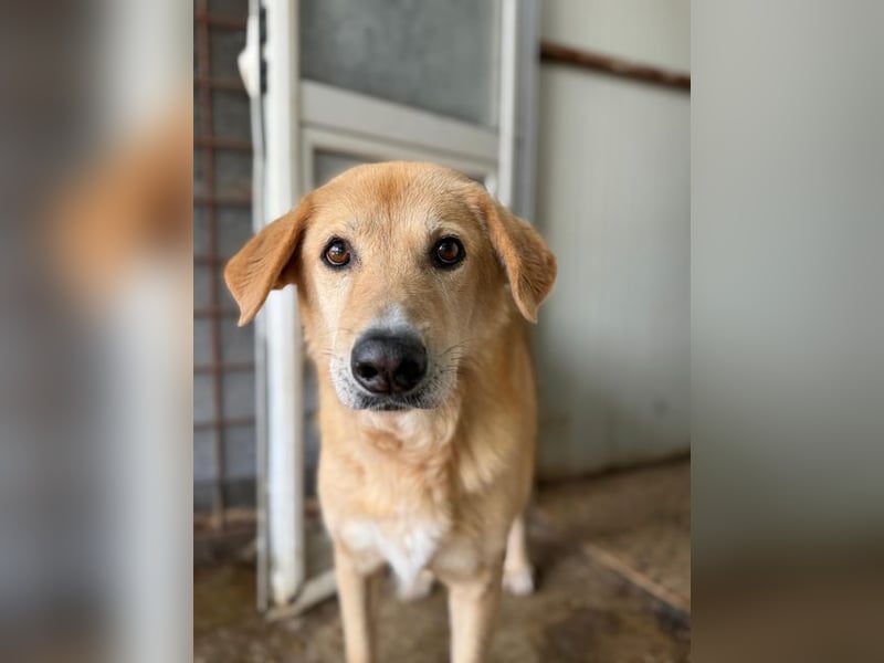 LORIEN - vorsichtiger Herzenshund sucht Menschen mit Geduld und Liebe